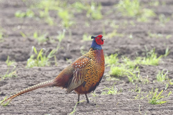 Pheasant, hunting pheasant (Phasianus colchicus), adult male bird on a field, wildlife, Lembruch, Ochsen Moor, Dümmer nature park Park, Lower Saxony, Germany