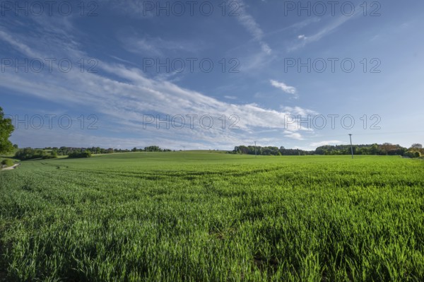 Young winter wheat field (Triticum aestivum), Beerbach, Middle Franconia, Bavaria, Germany