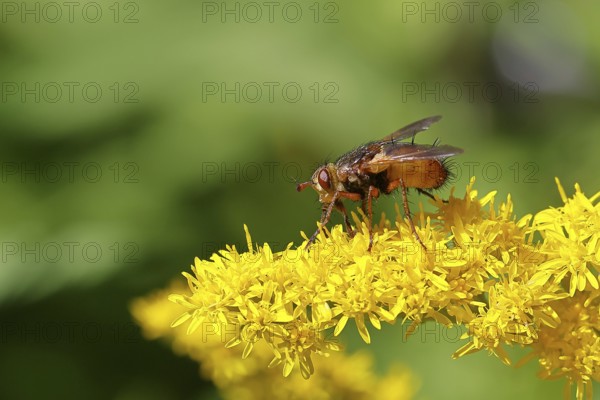 Hedgehog fly (Tachina fera), collecting nectar from a yellow flower of Solidago canadensis (Solidago canadensis), close-up, macro photograph, Wilnsdorf, North Rhine-Westphalia, Germany