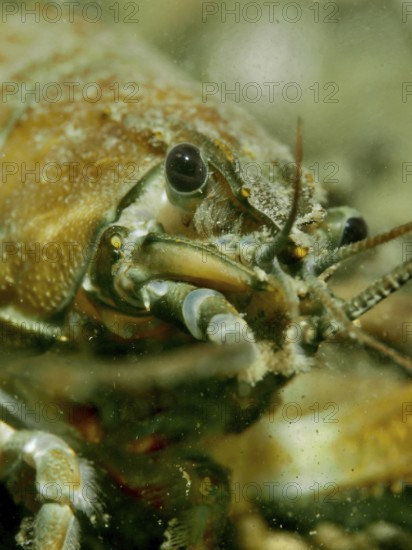 Close-up of a signal crayfish (Pacifastacus leniusculus), American crayfish, invasive species, showing detailed features and eyes under water, dive site Terlinden, Küsnacht, Lake Zurich, Canton Zurich, Switzerland