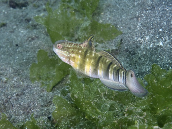 A brown striped goby (Amblygobius phalaena) moves through green algae near the seabed, dive site Secret Bay, Gilimanuk, Bali, Indonesia