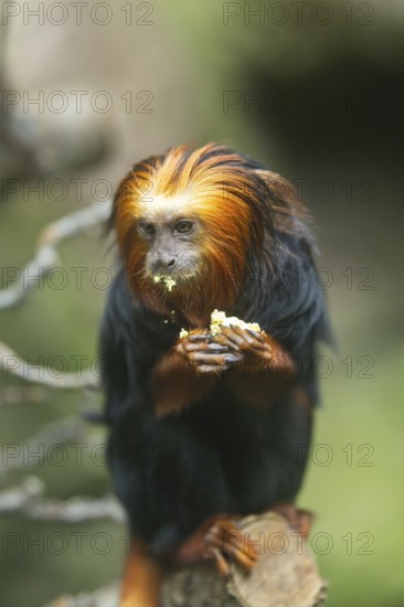Golden-headed lion tamarin (Leontopithecus chrysomelas) sitting on a tree trunk, captive, Germany