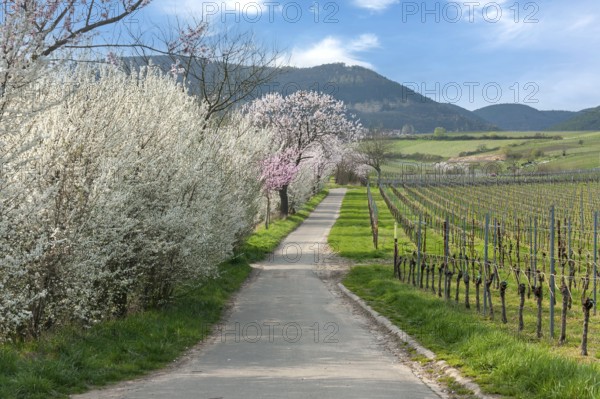A picturesque path between blossoming trees and vineyards in a mountainous spring landscape, Godramstein, Southern Palatinate, Palatinate, Rhineland-Palatinate, Germany