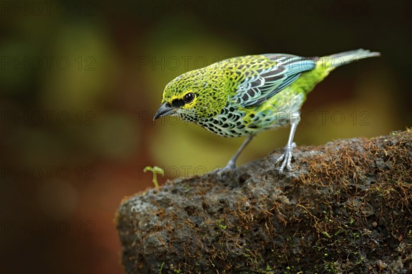 Speckled Tanagers, Tangara guttata, sitting on the brown stone. Tropic bird in the nature habitat. Wildlife in Costa Rica. Yellow and green mountain bird in the dark green forest, clear background