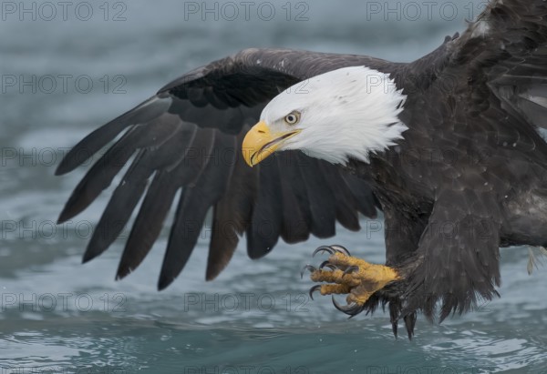 Bald Eagle (Haliaeetus leucocephalus) hunting, Alaska, USA