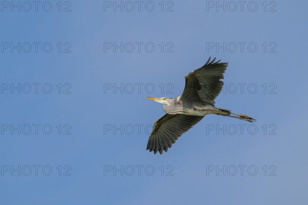 Grey heron (Ardea cinerea), in flight, fish ponds, Güssing, Burgenland, Austria
