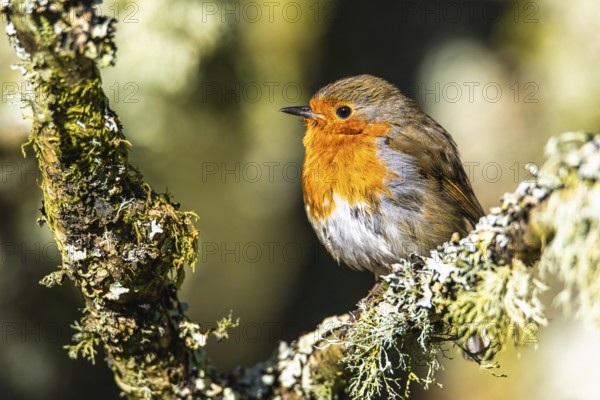 European Robin, Erithacus rubecula, bird in forest