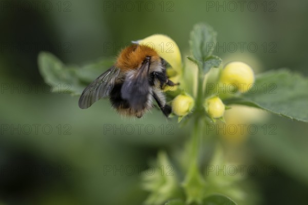 Golden nettle (Lamium galeobdolon) with meadow bumblebee (Bombus pascuorum), Emsland, Lower Saxony, Germany