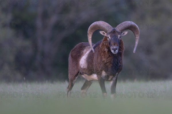 European mouflon (Ovis gmelini musimon, Syn.: Ovis orientalis musimon, Ovis aries musimon), Gerolstein, Eifel, Rhineland-Palatinate, Germany