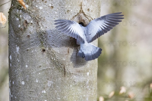 Stock Dove (Columba oenas) at Black Woodpecker Cave Germany