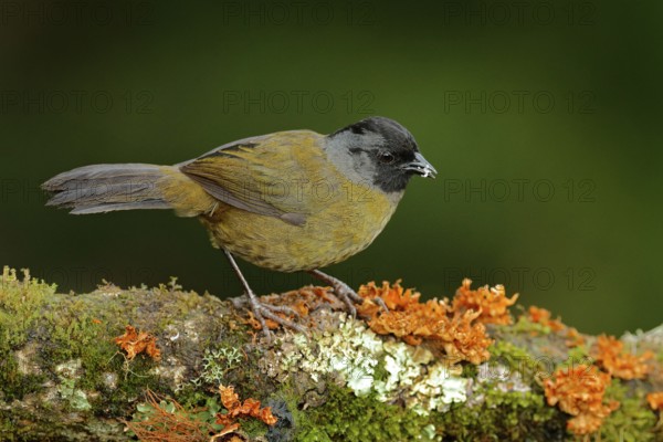 Large-footed Finch, Pezopetes capitalis sitting on the orange and green moss branch. Tropic bird in the nature habitat. Widlife in Costa Rica. Mountain bird in the dark green forest, clear background