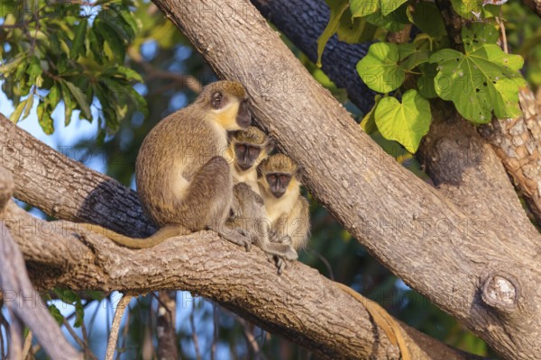 Green monkey (Chlorocebus sabaeus), guenon family, Janjabureh boat trip, Janjabureh, South Bank, Gambia