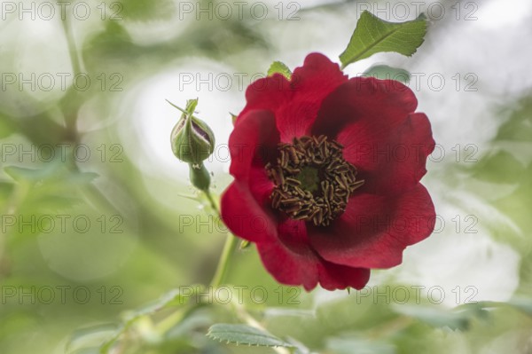 Wild rose (Rosa moyesii), Emsland, Lower Saxony, Germany