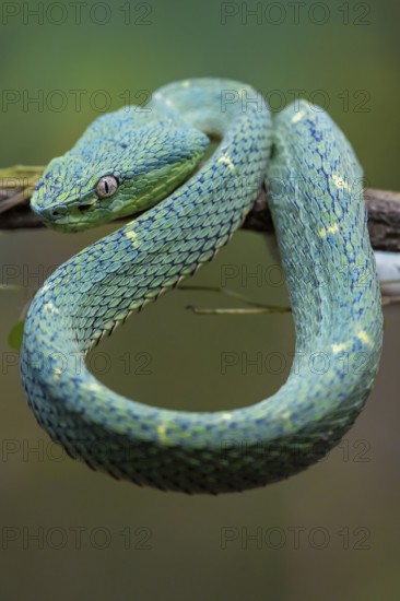 Bothriechis lateralis (Bothriechis lateralis), sitting on a branch, Heredia province, Costa Rica