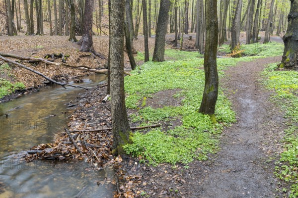 Hiking trail next to the Lockwitzbach stream, forest floor with wood anemone (Anemone nemorosa), spring in Friedewald, Coswig, Saxony, Germany