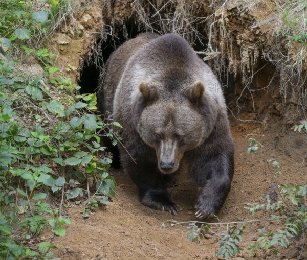 Brown bear (Ursus arctos) leaving its self-dug den, captive, Bavarian Forest National Park, Bavaria, Germany