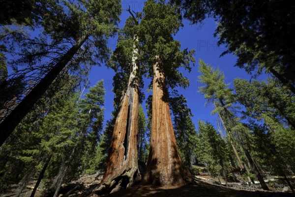 USA, California, Sequoia National Park, plant, tree, trees, giant sequoia, sequoia, cypress family