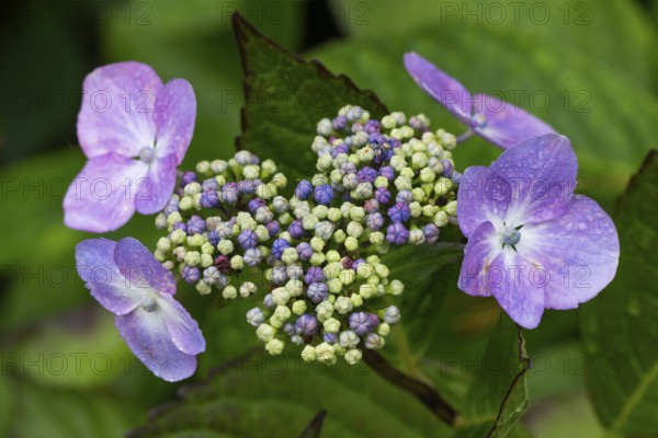 Hydrangea in bloom, Inverewe Gardens, Osgood Mackenzie, Poolewe, Loch Ewe, Highlands, Highlands, Scotland, Great Britain
