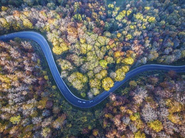 Winding country road through a forest with autumn-coloured trees, Swabian Alb in autumn. Aerial view. Lenningen, Baden-Württemberg, Germany