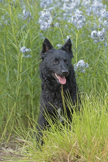 Mudi, Hungarian Shepherd Dog, Very rare