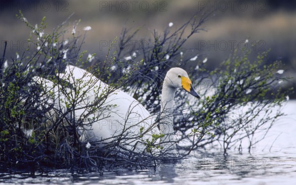Whooper swan. Cygnus cygnus. Whooper swan leaving the nest in early summer. Kuusamo area. Finland