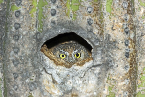 Elf Owl Micrathene whitneyi Tucson, ARIZONA, United States 23 May Adult Strigidae