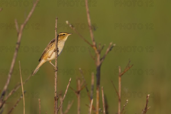 Aquatic Warbler - Seggenrohrsänger - Acrocephalus paludicola, Poland