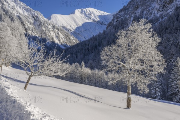 Winter landscape, Dietersbachtal near Oberstdorf, behind it the Rauheck, 2384m, Allgäu Alps, Allgäu, Bavaria, Germany