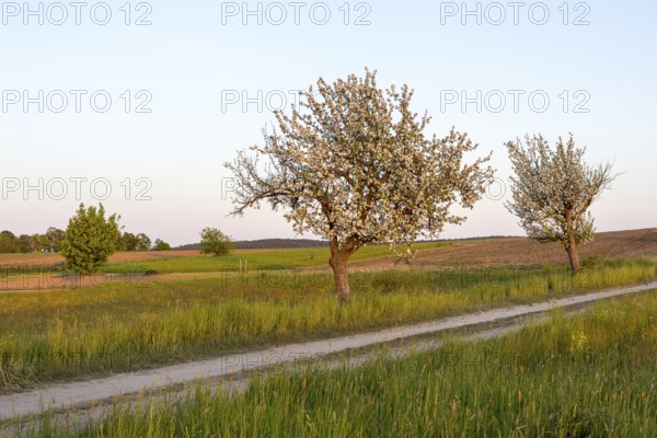 Apple trees (malus) in blossom in the evening light on a country lane near Ponickau, Thiendorf, Saxony, Germany