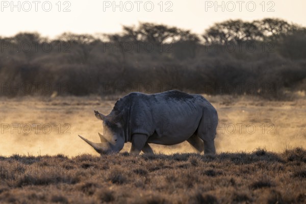 Southern white rhinoceros (Ceratotherium simum simum), Khama Rhino Sanctuary, Serowe, Botswana