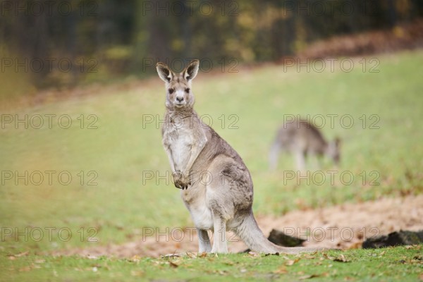 Western grey kangaroo (Macropus fuliginosus) standing on a meadow, Germany