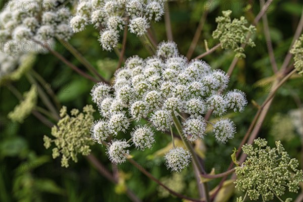 White umbel flowers of Angelica sylvestris (Angelica sylvestris) with fine flower details against a green background, Lower Saxony, Germany