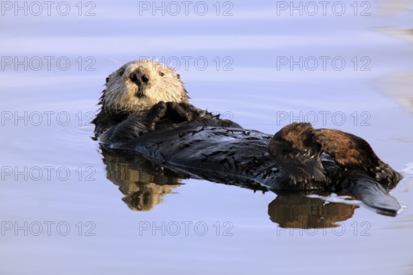 Sea otter (Enhydra lutris), Kalan, sea otter, female, resting, swimming, relaxed, water, Monterey, California, USA