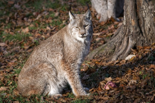 Lynx, captive, Bad Mergentheim Wildlife Park, Baden-Württemberg, Germany