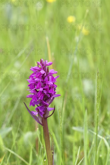 Broad-leaved orchid (Dactylorhiza majalis), orchid family (Orchidaceae), flowering on a wet meadow, strictly protected, nature conservation, Wilnsdorf, North Rhine-Westphalia, Germany