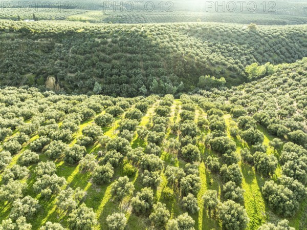 Fields of olive trees, trees planted in rows, aerial view, near village Cabra, Andalusia, Spain