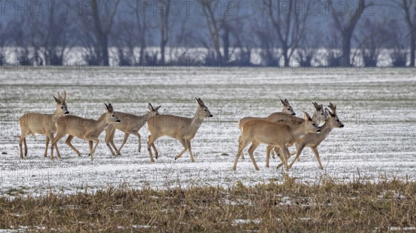Roe deer (Capreolus capreolus) European roe deer, roebuck and doe, jumping in winter landscape, farmland in the snow, foraging, Middle Elbe Biosphere Reserve, Saxony-Anhalt