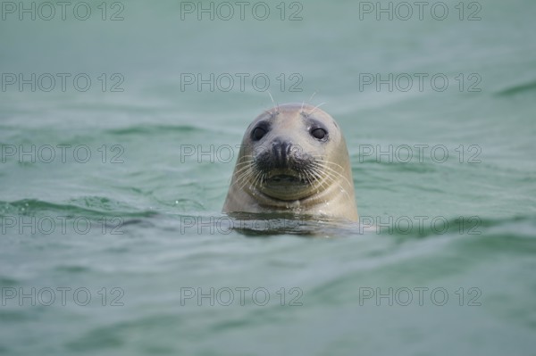 Grey seal (Halichoerus grypus) looking out of the water while swimming in the sea, Düne, Helgoland, Schleswig-Holstein, Germany