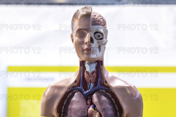 Human body model with muscles and organs for biology lessons. Scientific teaching aid from Hedinger for science lessons. Europe's largest education fair Didacta in Stuttgart, Baden-Württemberg, Germany