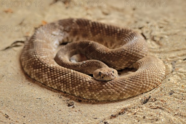 Red diamond rattlesnake (Crotalus ruber), adult, on ground, warming up, sunbathing, alert, California, North America, USA