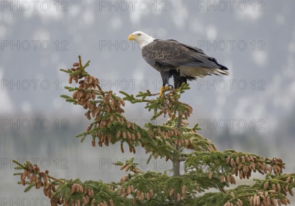 Bald Eagle (Haliaeetus leucocephalus), Alaska, USA