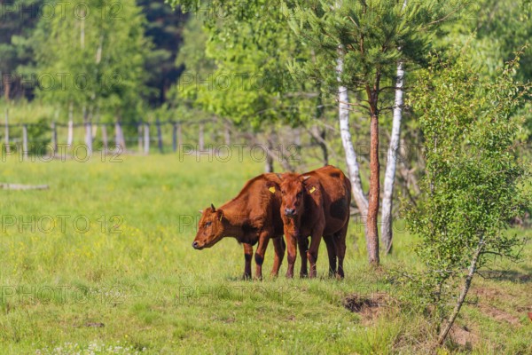 A herd of Polish red cattle (Bos primigenius f. taurus) resting on a pasture next to a pond. A forest in the background. Close to Bialowieza NP, Poland