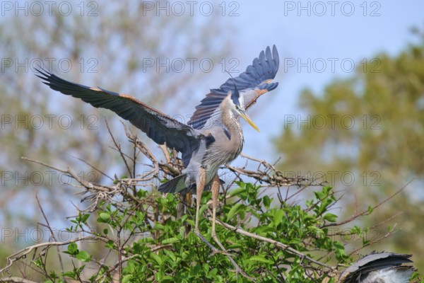 Two Great blue heron (Ardea herodias), with outstretched wings perched on branches surrounded by green leaves and trees on nest, Wakodahatchee Wetlands, Delray Beach, Florida, USA
