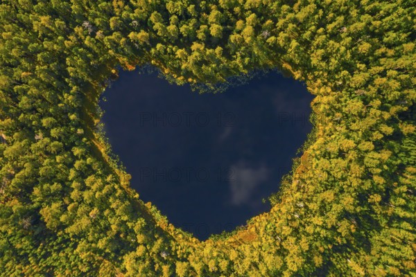 Aerial view over heart-shaped pond in autumn forest showing yellow fall colours, Sweden, Scandinavia