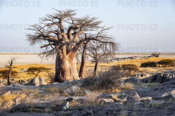 African baobab or baobab tree (Adansonia digitata), arid landscape, Kubu Island (Lekubu), Sowa Pan, Makgadikgadi salt pans, Botswana