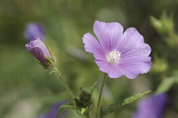 Crested summer mallow (Anoda cristata), flower, ornamental plant, North Rhine-Westphalia, Germany