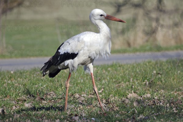 A stork walks across a meadow covered with leaves, Hitzacker, Wendland, Lower Saxony, Germany