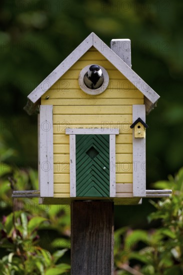 Great tit (Parus major) looking out of yellow bird house, bird house, nesting box, Swedish house, Stuttgart, Baden-Württemberg, Germany