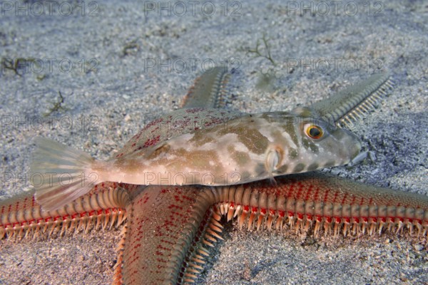 A pearled pufferfish (Sphoeroides spengleri) resting on a large red starfish, Astropecten aranciacus (Astropecten aranciacus), in the sand, dive site Bufadero, Palm Mar, Tenerife, Canary Islands, Spain