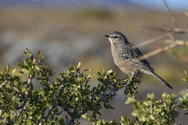 Patagonian Mockingbird (Mimus patagonicus) seen in the province of Neuquen, Patagonia, Argentina